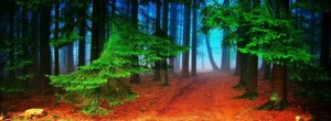 autumn-forest-trees-facebook-cover-timeline-banner-for-fb