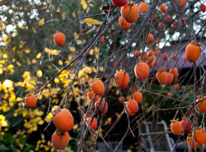 persimmons