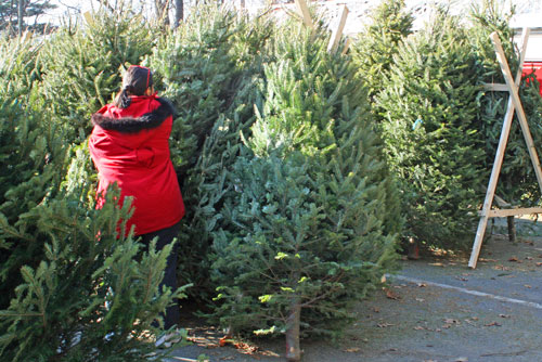 xmas tree sale