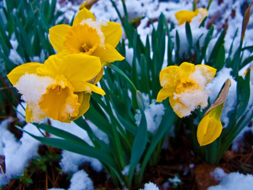 Snow-covered-daffodil-flowers_-_West_Virginia_-_ForestWander